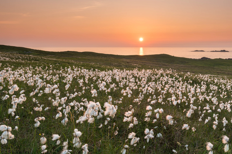 Field of Cotton Dooey - Co. Donegal
