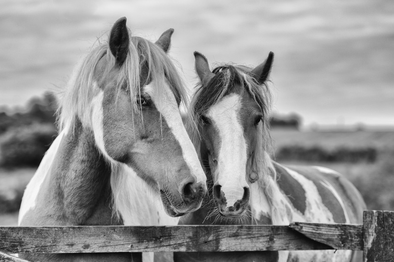 The Protector - Black & White