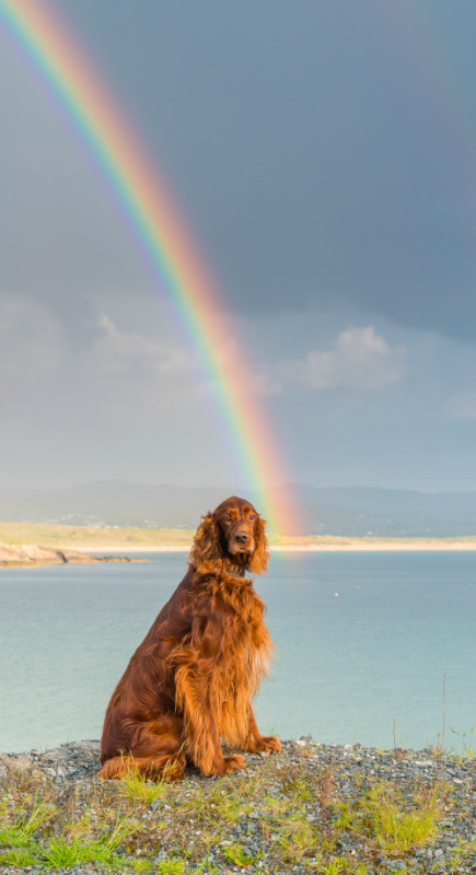 Luck of The Irish - Pet Photography