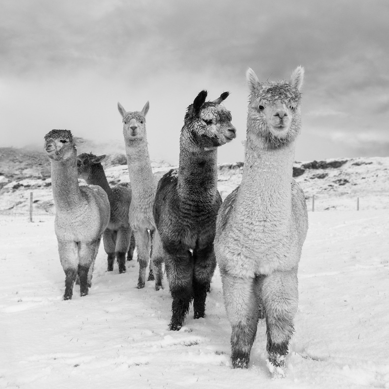 Alpacas In The Snow - Black & White