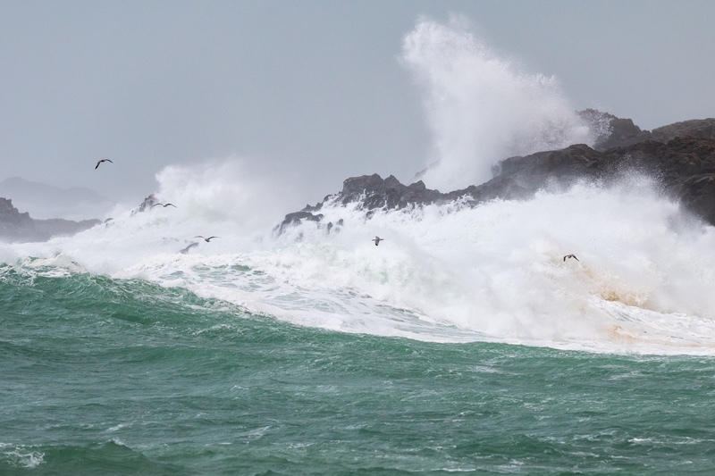 Storm Birds of Dooey - Co. Donegal