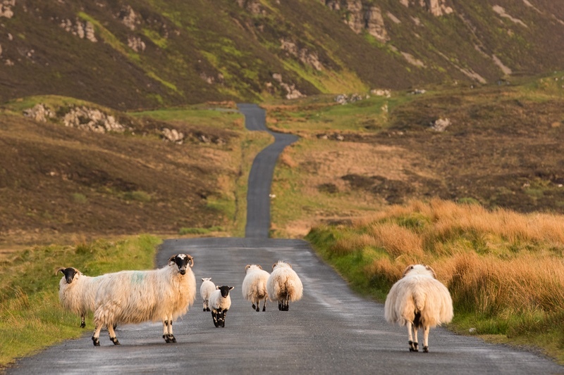 The Long Road Home - Co. Donegal