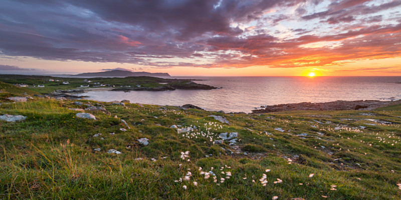 Dooey - Irish Wildflower - Co. Donegal