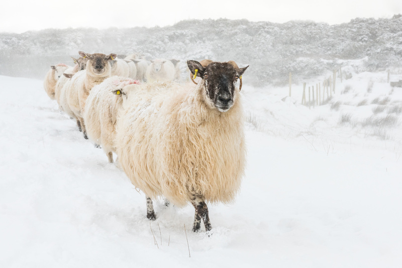 I'll Follow Ewe - Co. Donegal