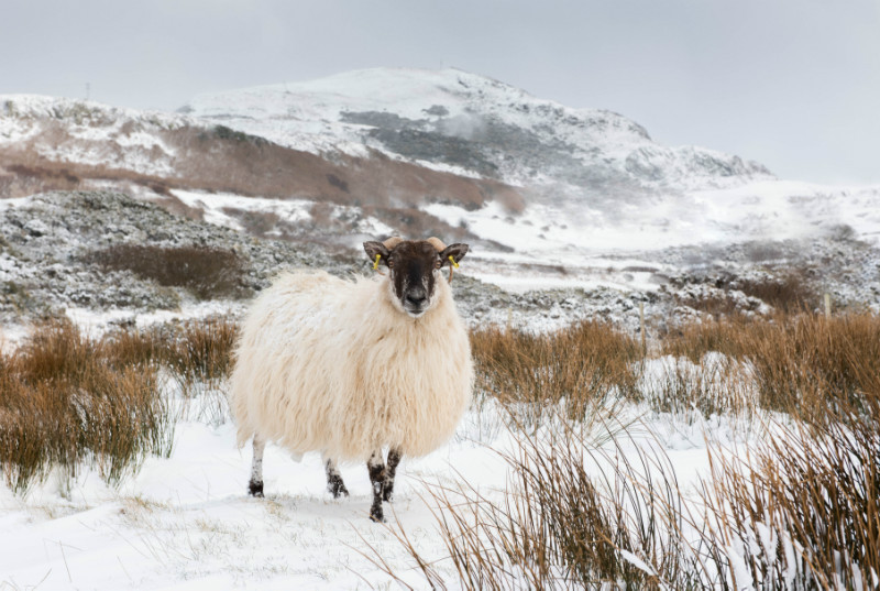 Donegal Ewe - Co. Donegal
