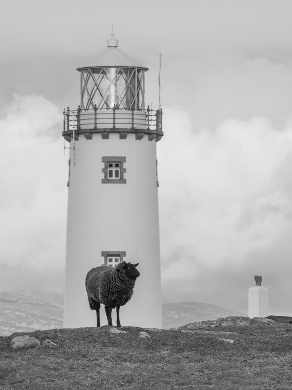 The Guardian - Black & White