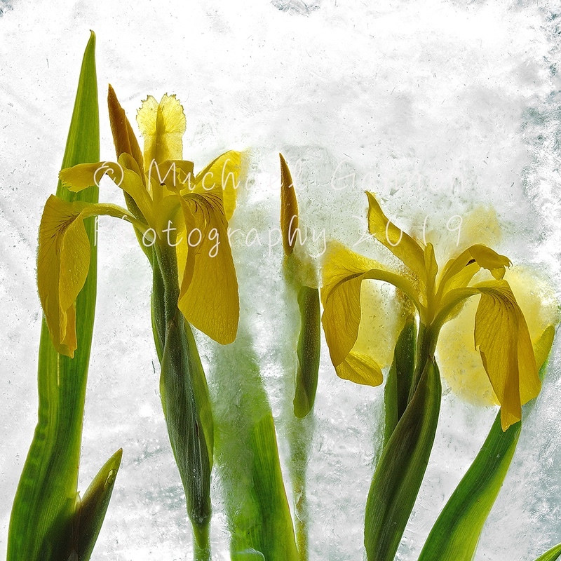 Iris - Flowers in Ice