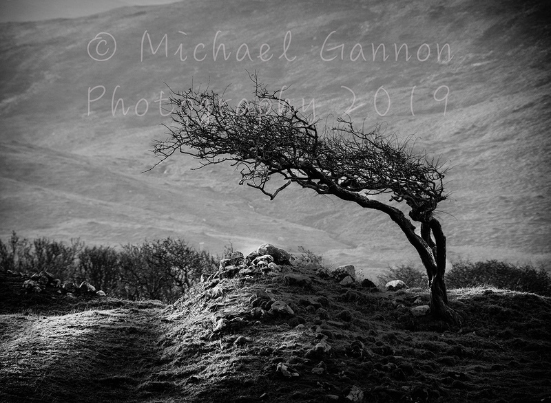 Windswept Tree - Landscape Images ...2019