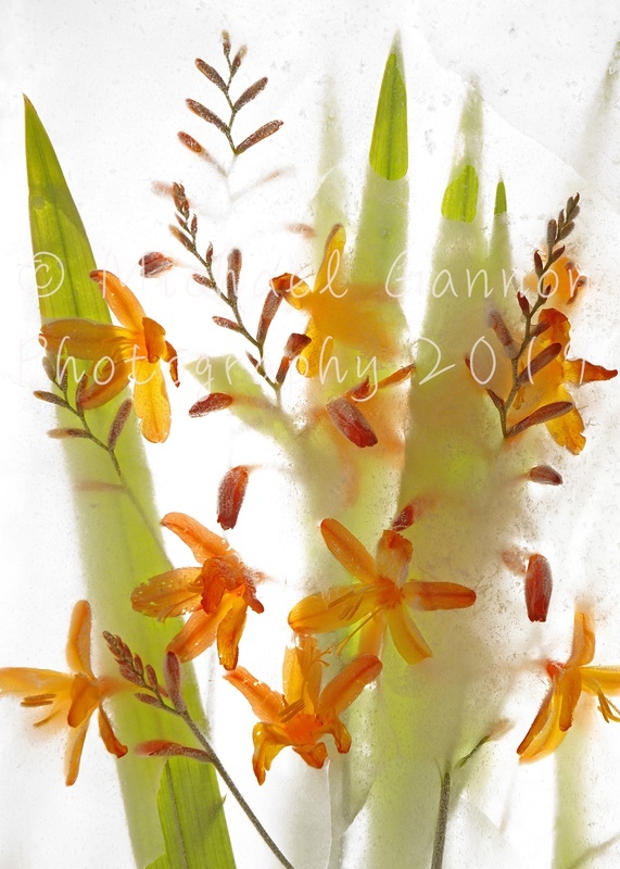 Montbretia - Flowers in Ice