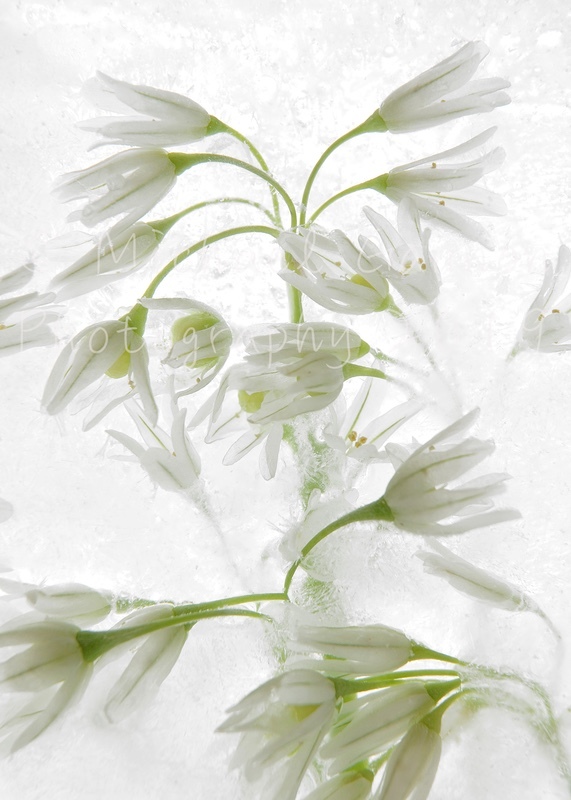 Wild Garlic - Flowers in Ice