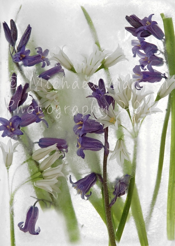 Bluebells  Wild Garlic - Flowers in Ice