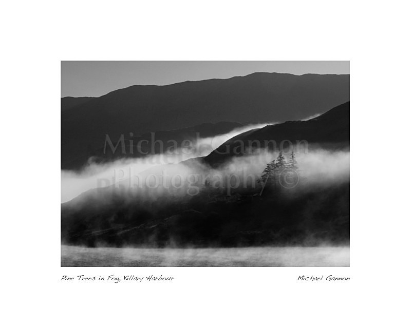 Pine Trees in Fog Killary Harbour 1 - Landscape Black and White