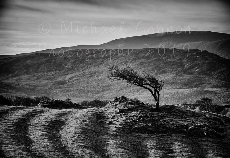 Windswept Tree Mulranny - Landscape Images ...2019