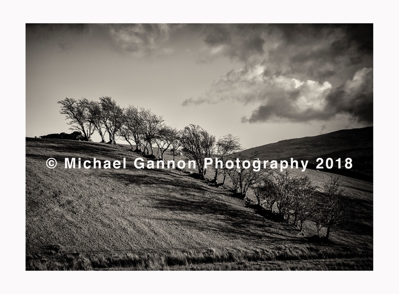 Trees Cornamona - Landscape Images ... 2018