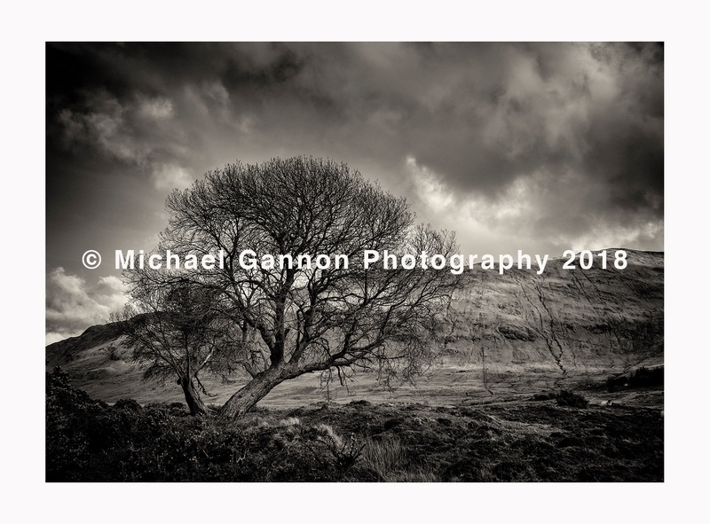 Tree at Lough Nafooey - Landscape Images ... 2018