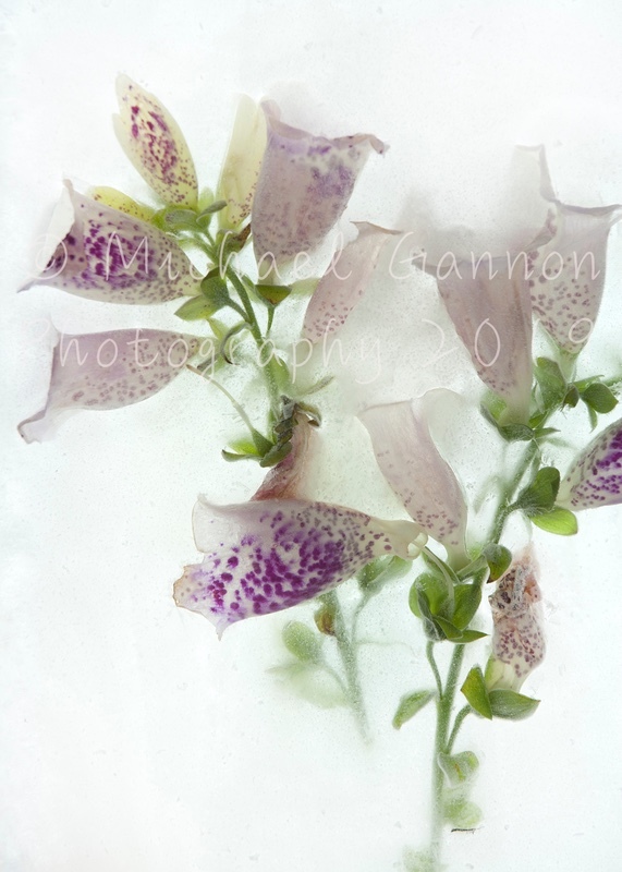 Foxglove 1 - Flowers in Ice