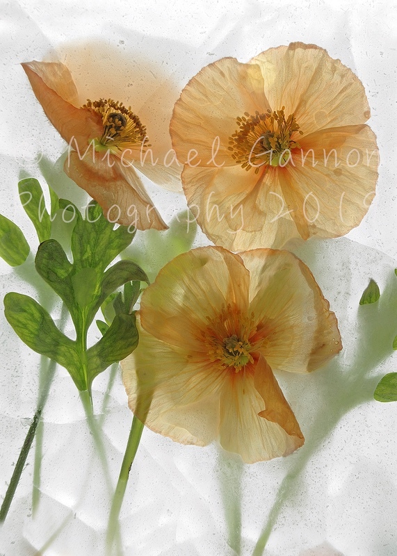 Orange Poppy - Flowers in Ice