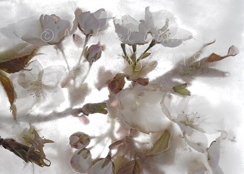 Cherry Blossom - Flowers in Ice