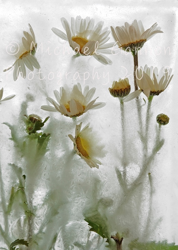 Ox-Eye Daisies 1 - Flowers in Ice