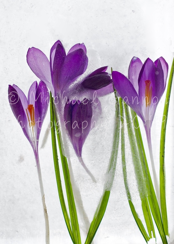 Crocus - Flowers in Ice