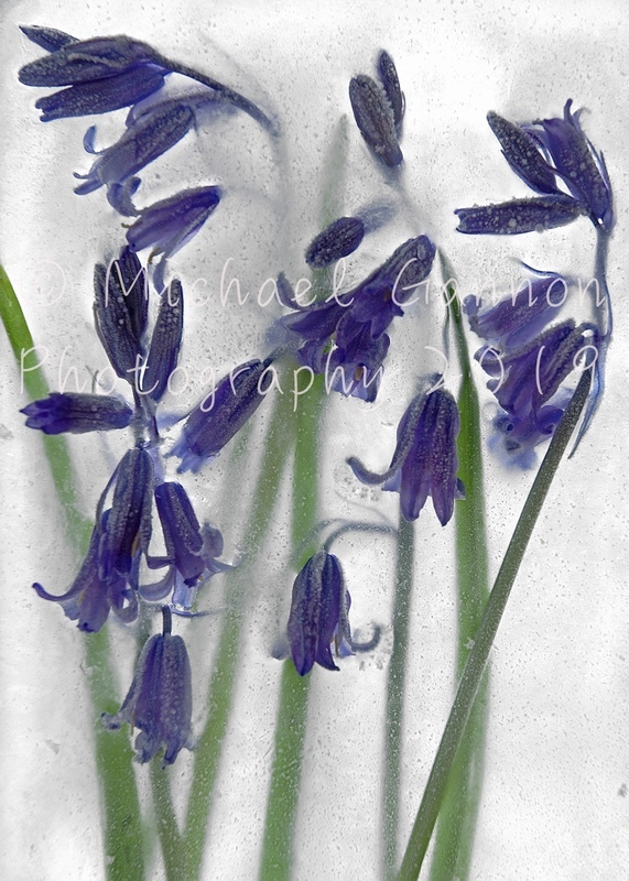 Bluebells - Flowers in Ice