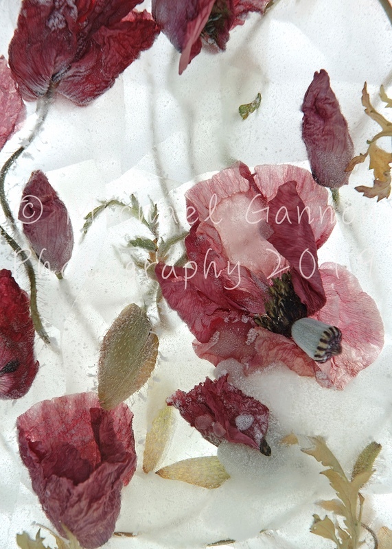 Faded Poppies - Flowers in Ice