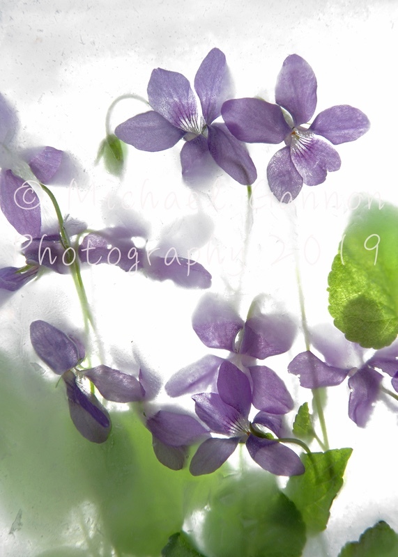 Common Violet - Flowers in Ice