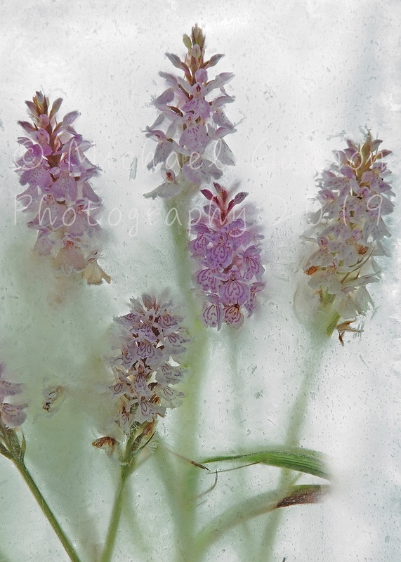 Orchid - Flowers in Ice