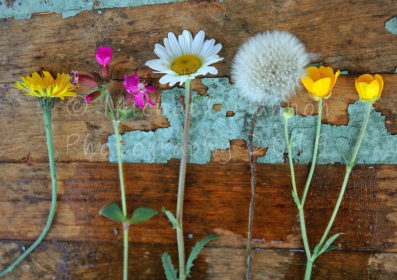 Wildflowers on Barrel - Flowers in Ice