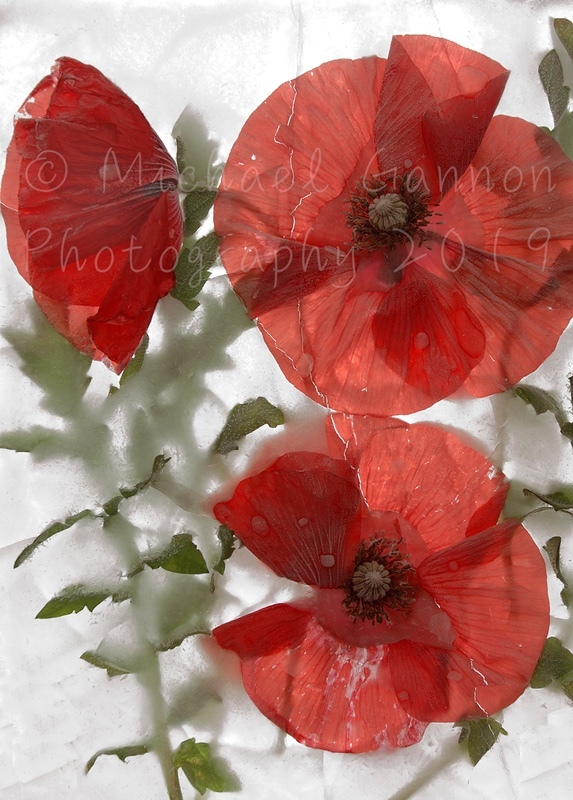 Common Poppy - Flowers in Ice