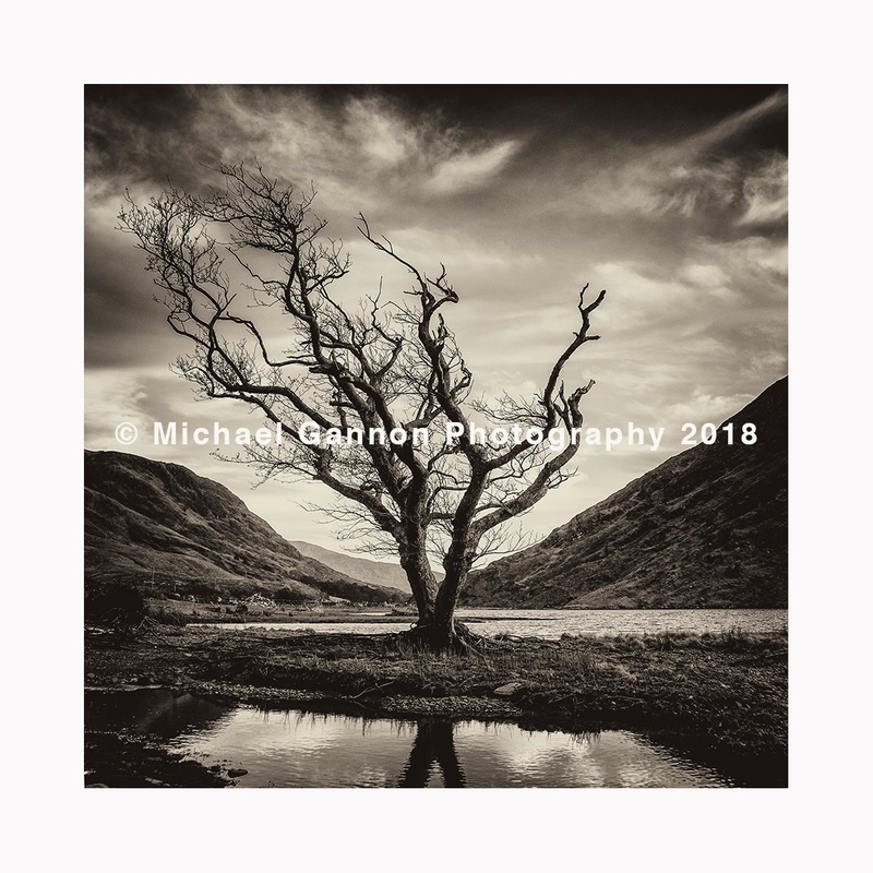 Lone Tree Doolough Valley - Landscape Images ... 2018
