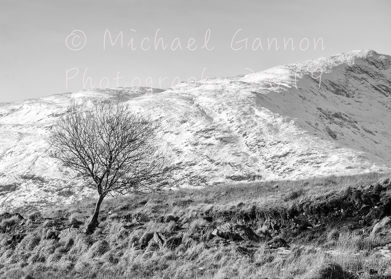 Tree and Sheeffry Mountain - Landscape Images ...2019