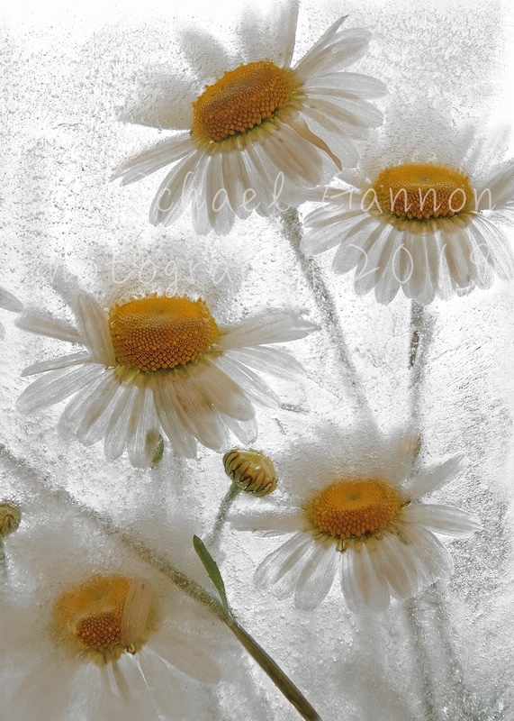 Ox-Eye Daisies 2 - Flowers in Ice