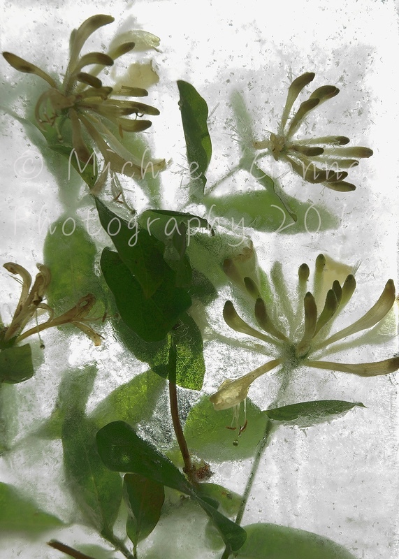 Honeysuckle - Flowers in Ice