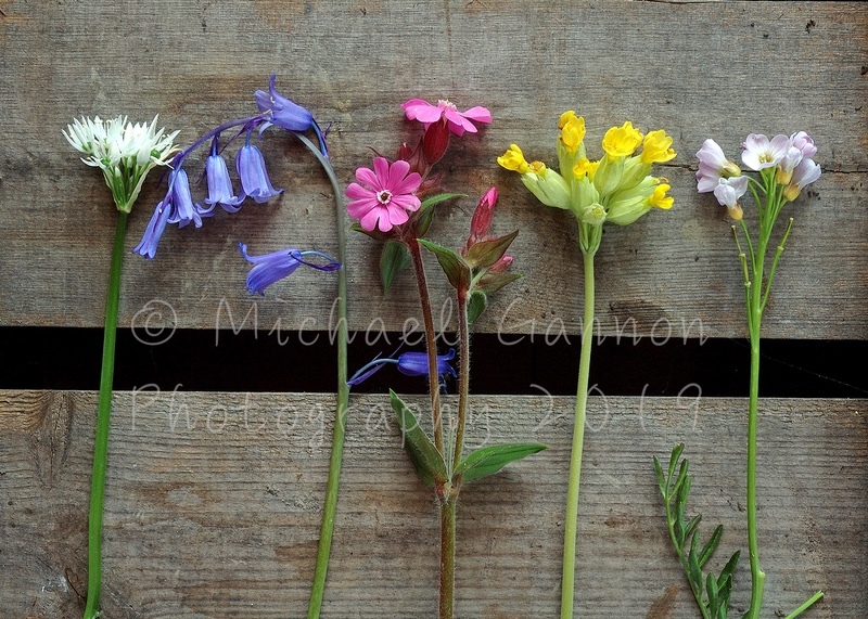 Wildflowers on a Wooden Box - Flowers in Ice