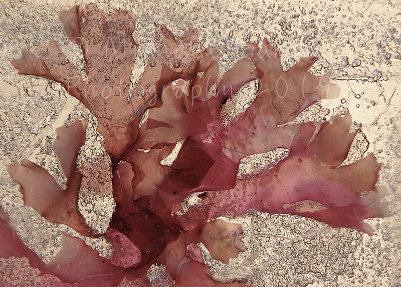 Pink Seaweed - Flowers in Ice