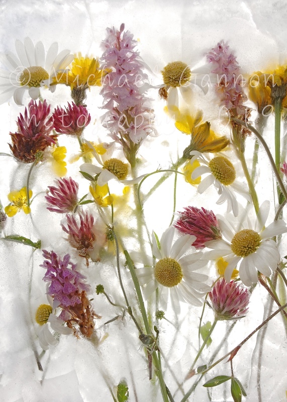 Wildflowers - Flowers in Ice