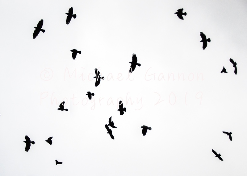 Crows - Landscape Images ...2019