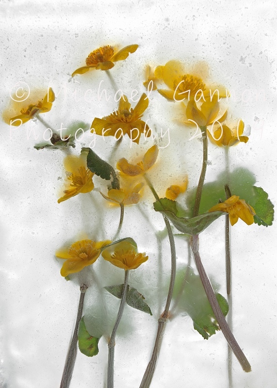 Marsh Marrigold - Flowers in Ice