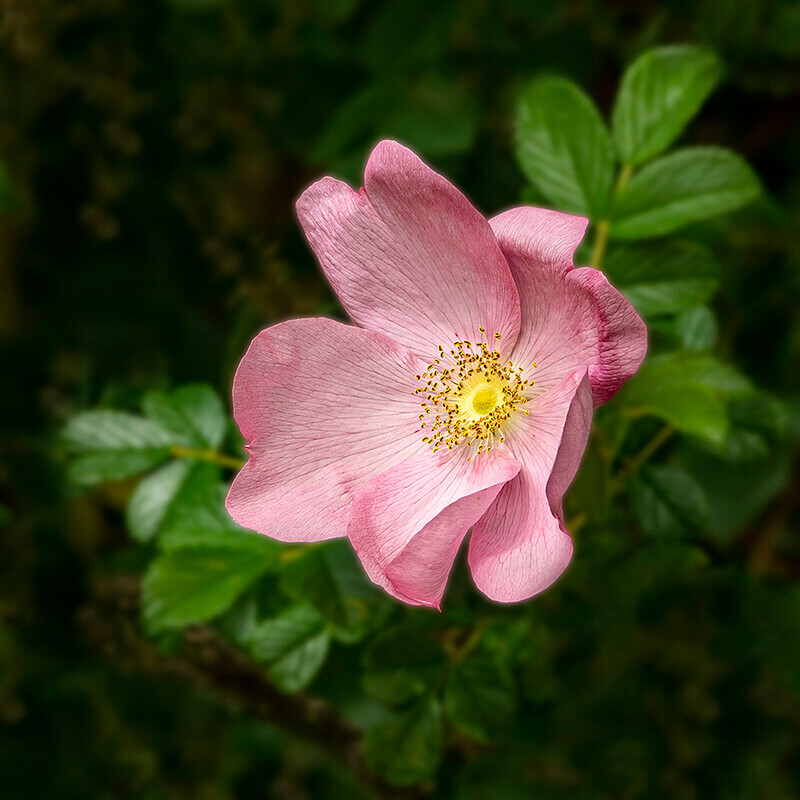A Single Rose - Recent Work