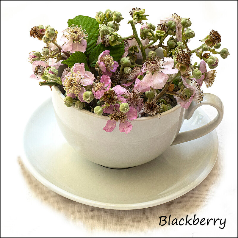 Blackberry - Wild flowers in an cup and saucer