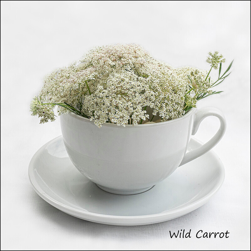 Wild Carrot - Wild flowers in an cup and saucer