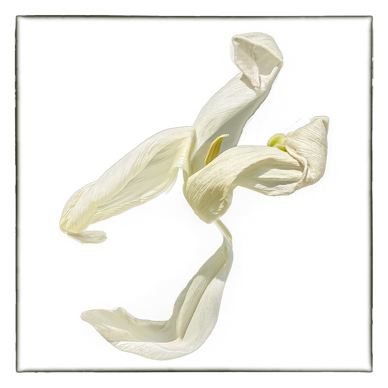 03 - Abstract Flowers