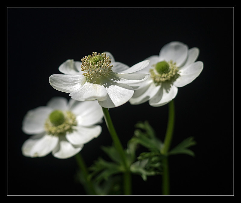 Anemones - Flora