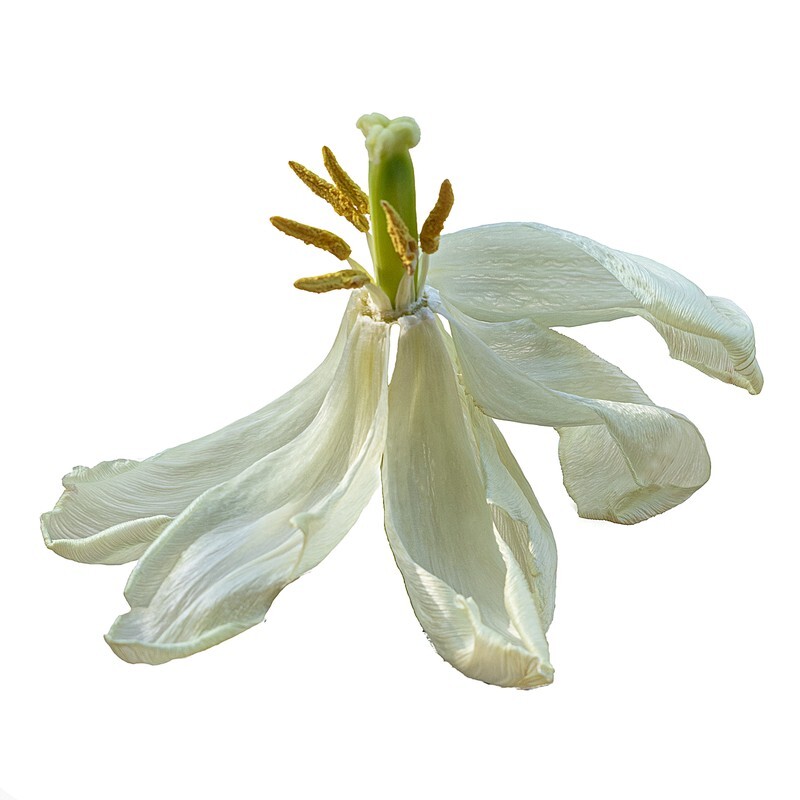 08 - Abstract Flowers