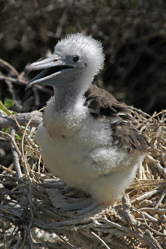 Blue Footed Booby chick - Wildlife