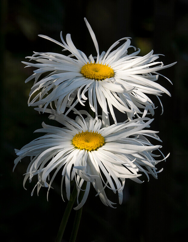 White daises - Recent Work