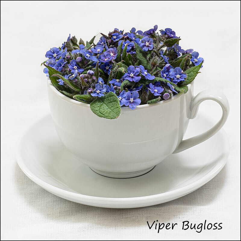Vipers Bugloss - Wild flowers in an cup and saucer