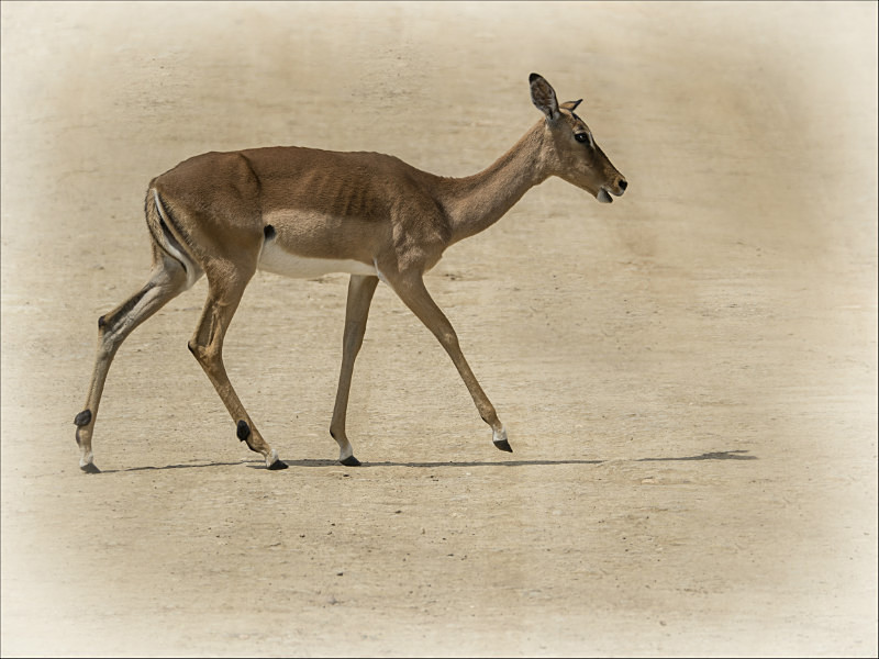 Impala - Wildlife