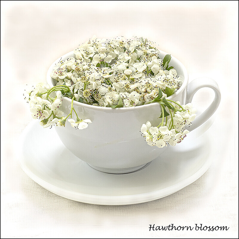 Hawthorn blossom - Wild flowers in an cup and saucer